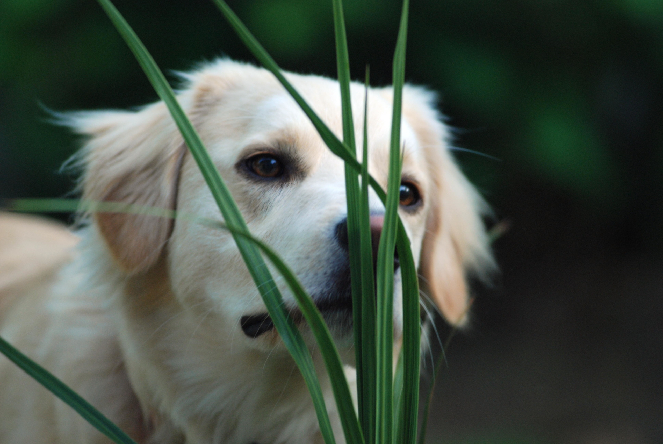Meyella pijpleiding aansporing Verdampen van etherische olie bij honden en katten - Stichting Aromatherapie
