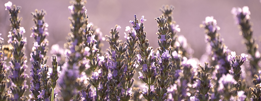 Lavendel Spanje 882x343